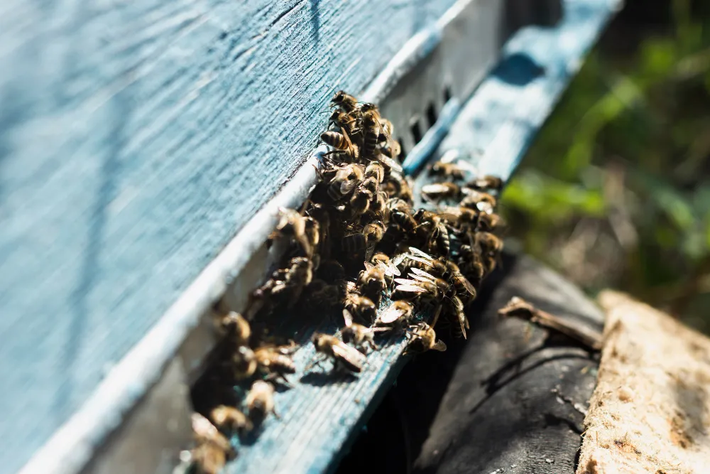queen bee breeding farms