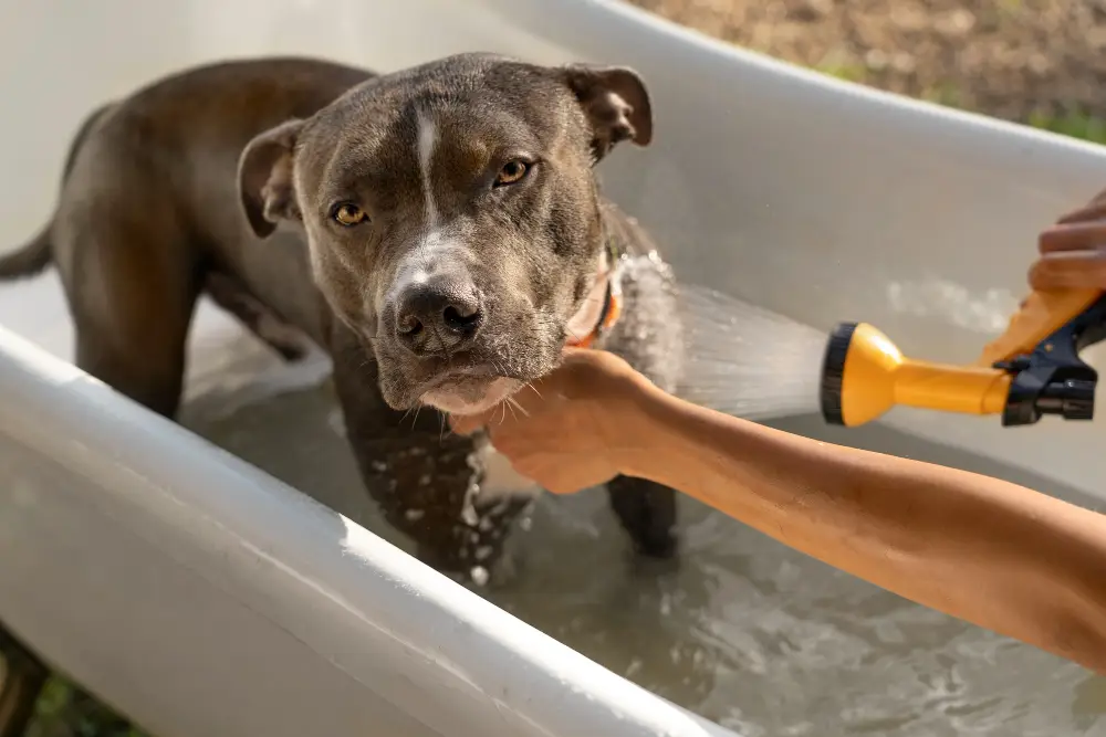 self service dog wash and grooming