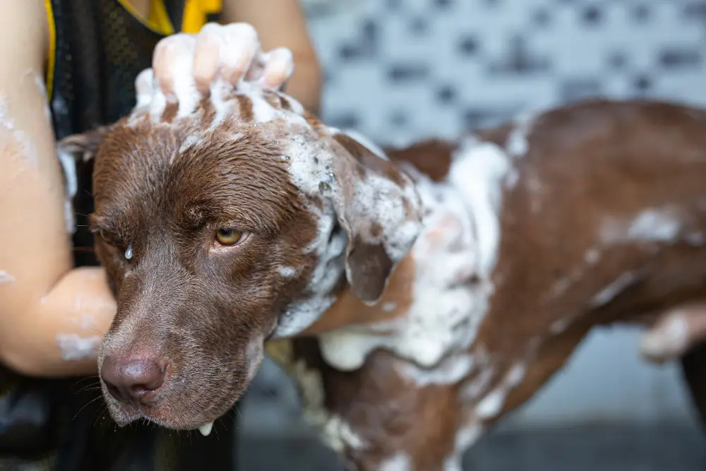 self service dog wash in Ireland