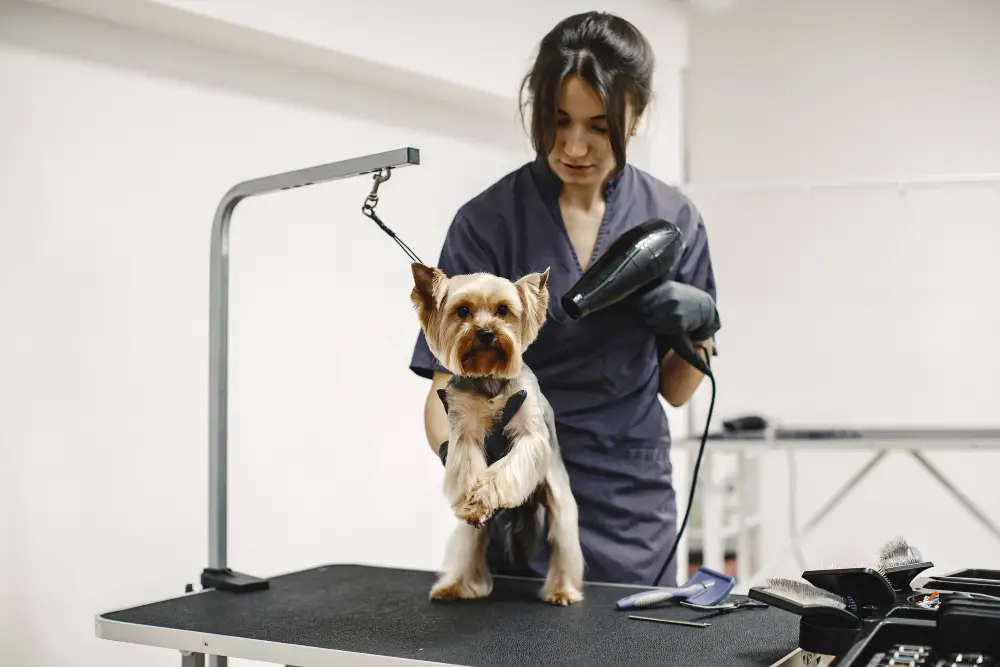 self service dog wash in station